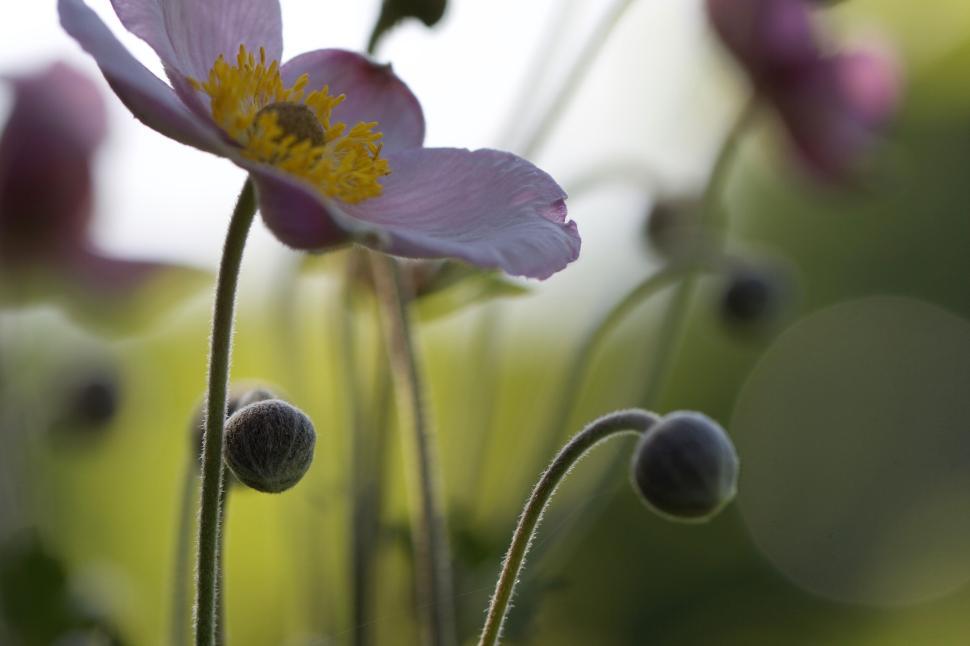 Free Image of Pink flower with yellow center and surrounding buds 