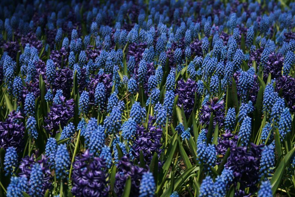 Free Image of Field of purple and blue flowers in full bloom in sunlight 
