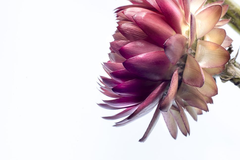Free Image of Delicate pink flower on white background with soft petals 