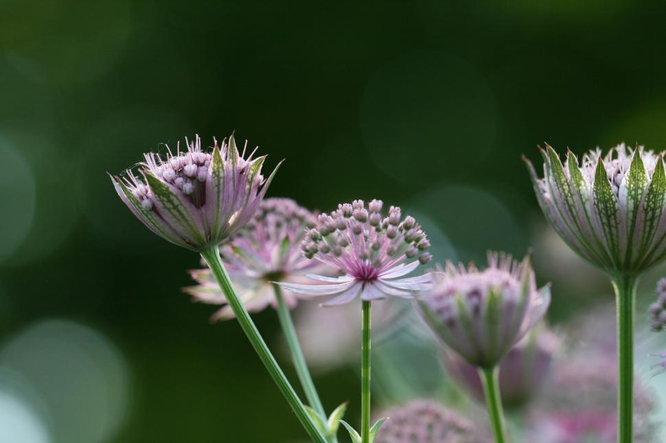 Free Image of Cluster of delicate pink flowers in soft focus green bokeh 