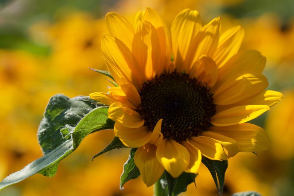 Free Image of Bright sunflower with vibrant yellow petals in bloom 