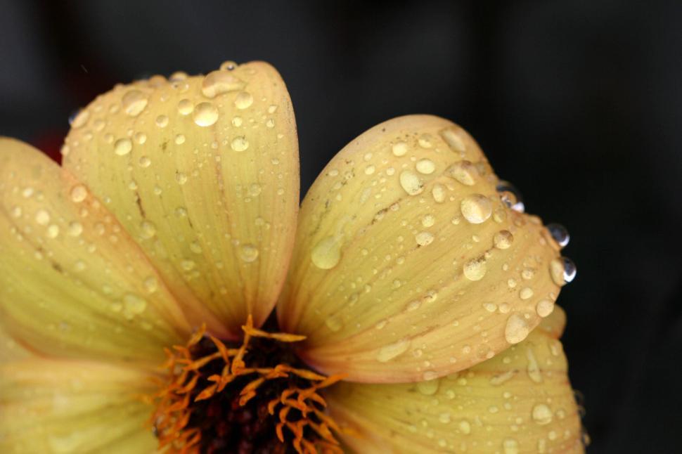 Free Image of Close-up of a dewy flower petal after a rainfall 