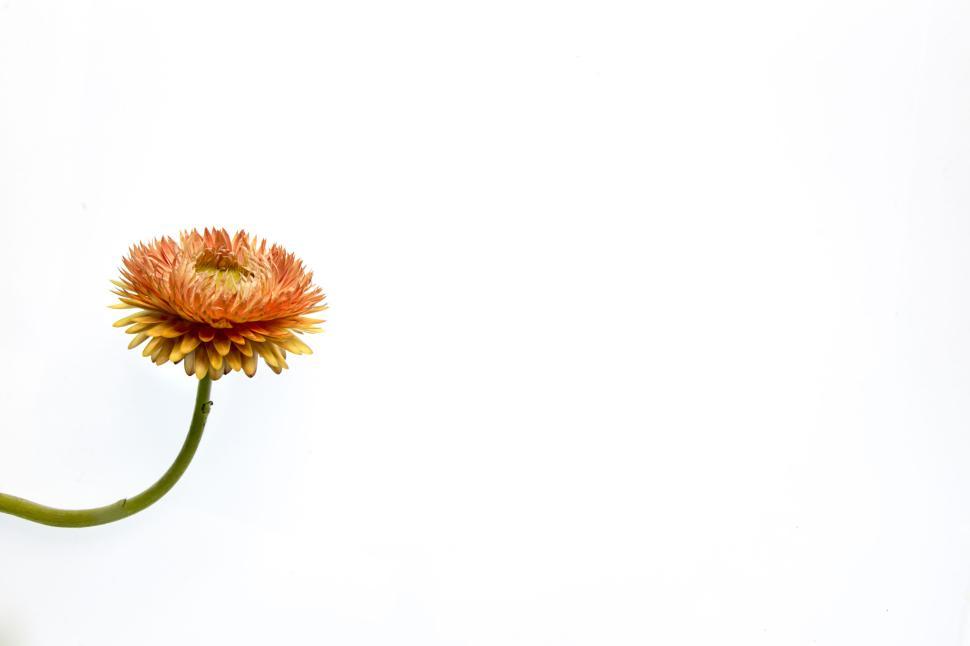 Free Image of Single orange flower against a minimalist white backdrop 
