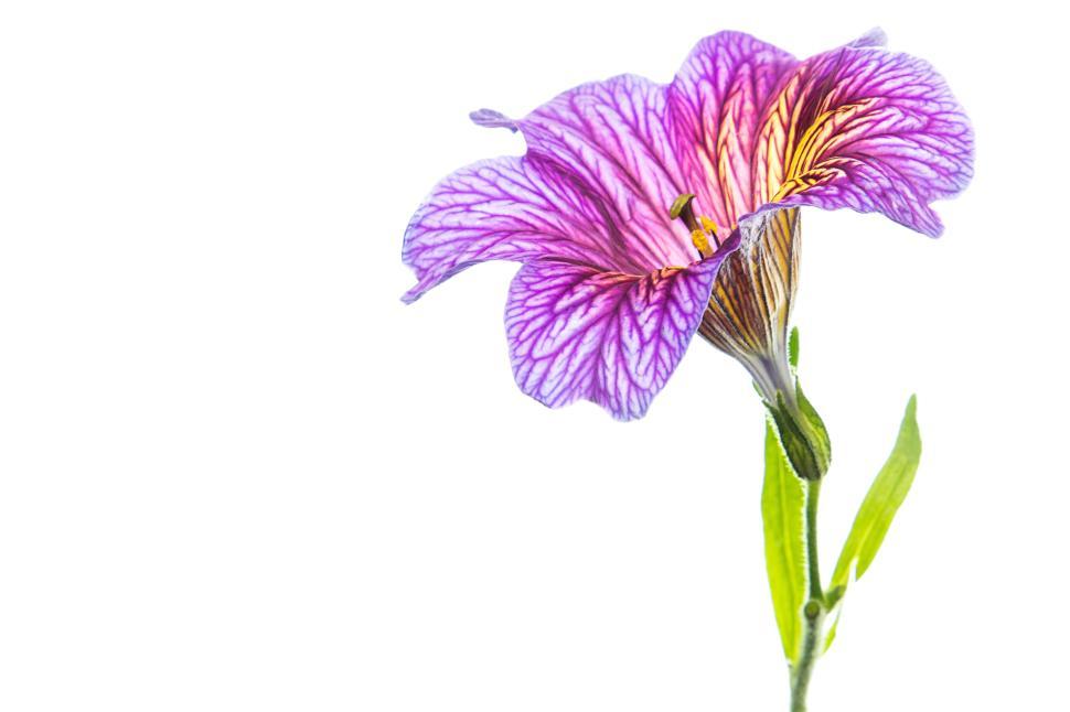 Free Image of Detailed photo of vibrant purple flower with green stem 