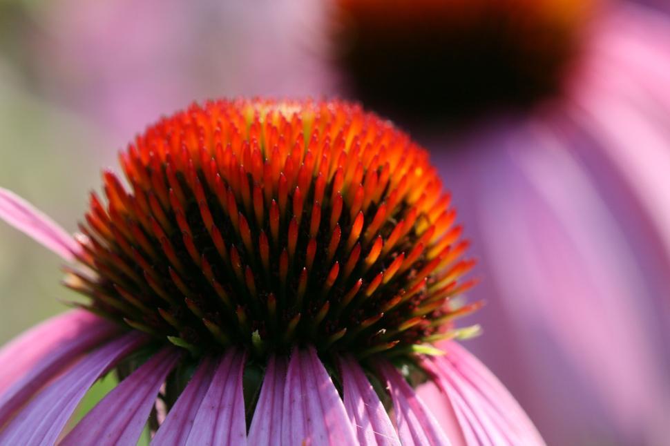 Free Image of Close-up of vibrant flower cone at peak bloom stage 