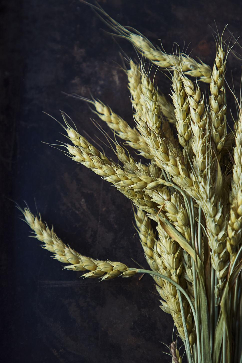 Free Image of Wheat stalks arranged artistically against dark backdrop 