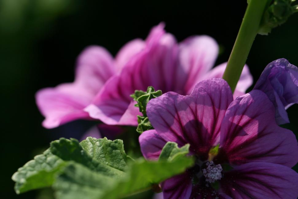 Free Image of Close-up of purple flowers with green leaves and stem 
