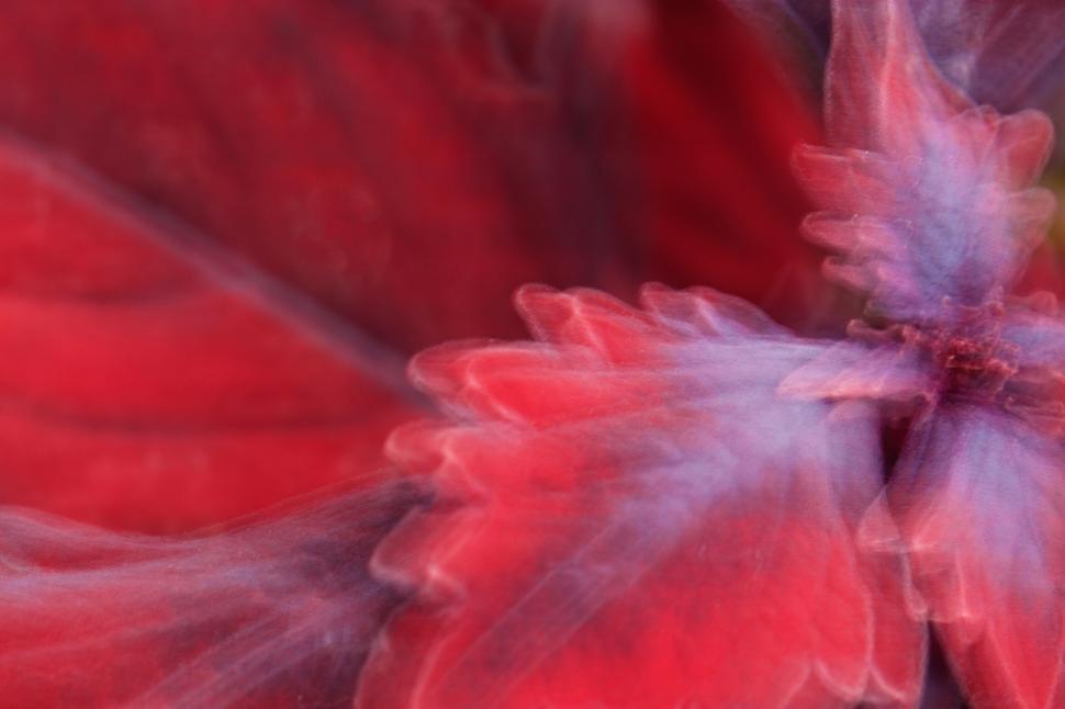 Free Image of Abstract blurring of red and purple flower petals 