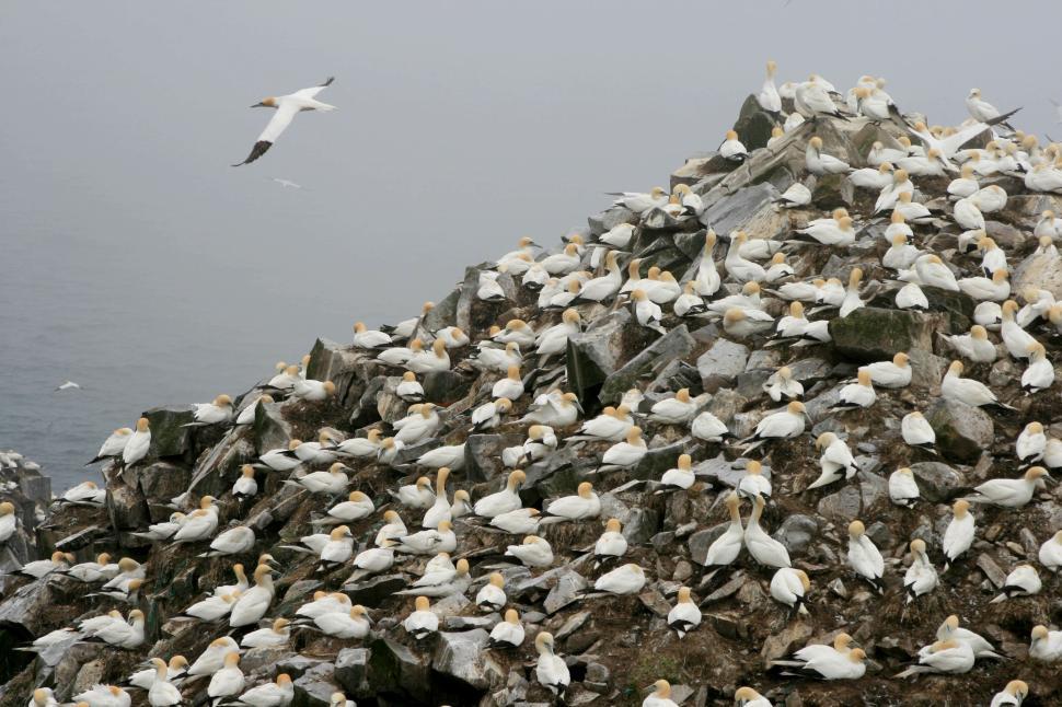 Free Image of Seaside rock formation covered by numerous seagulls 