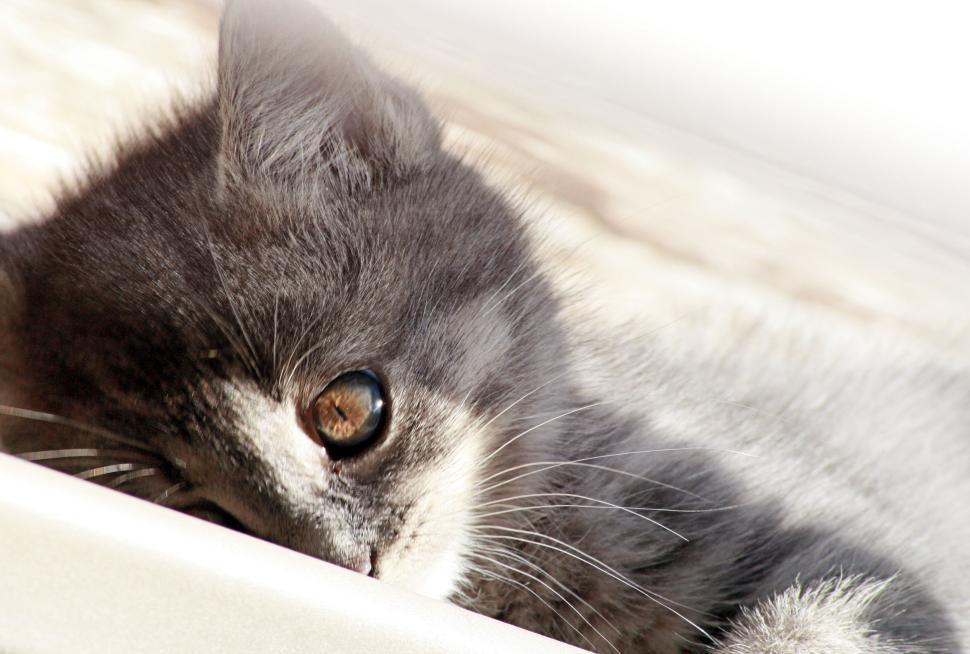 Free Image of Close-up of a kitten with one eye visible, almost hidden. 