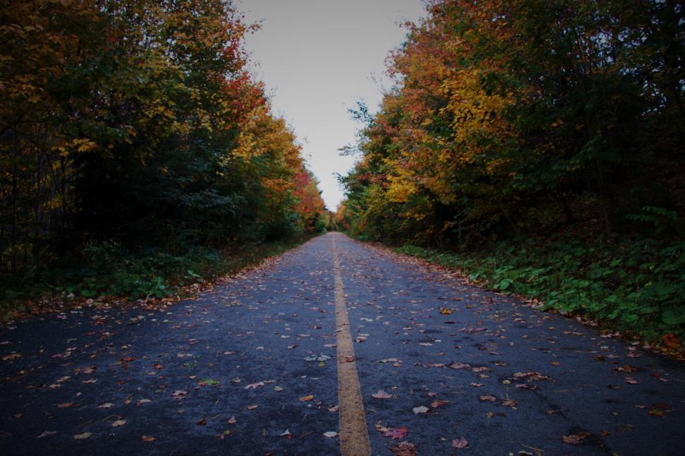 Free Image of A deserted road with colorful leaves on either side. 