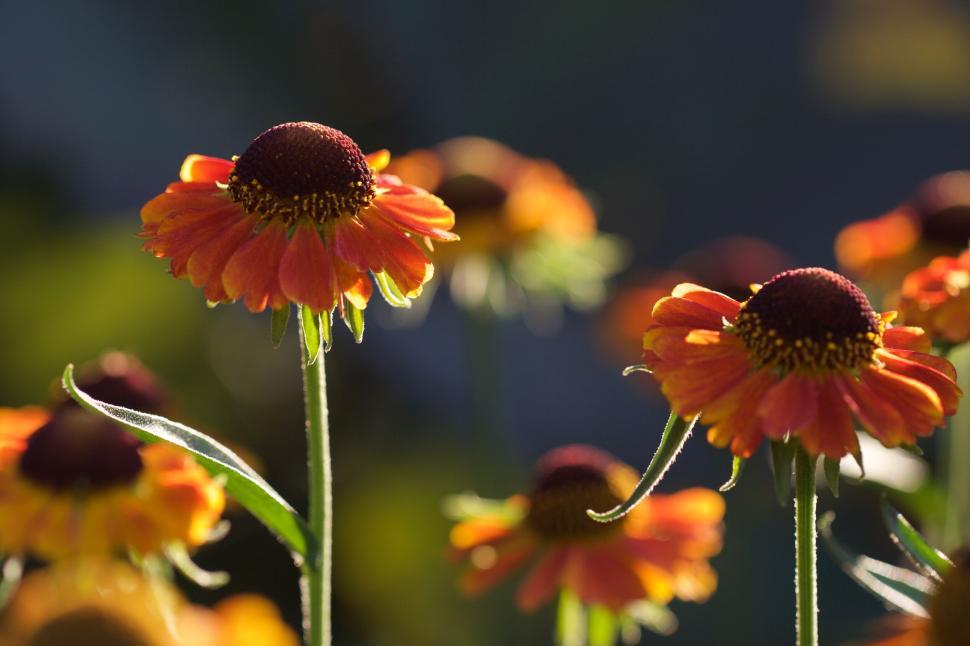 Free Image of A bunch of orange flowers in bloom with blurred background. 