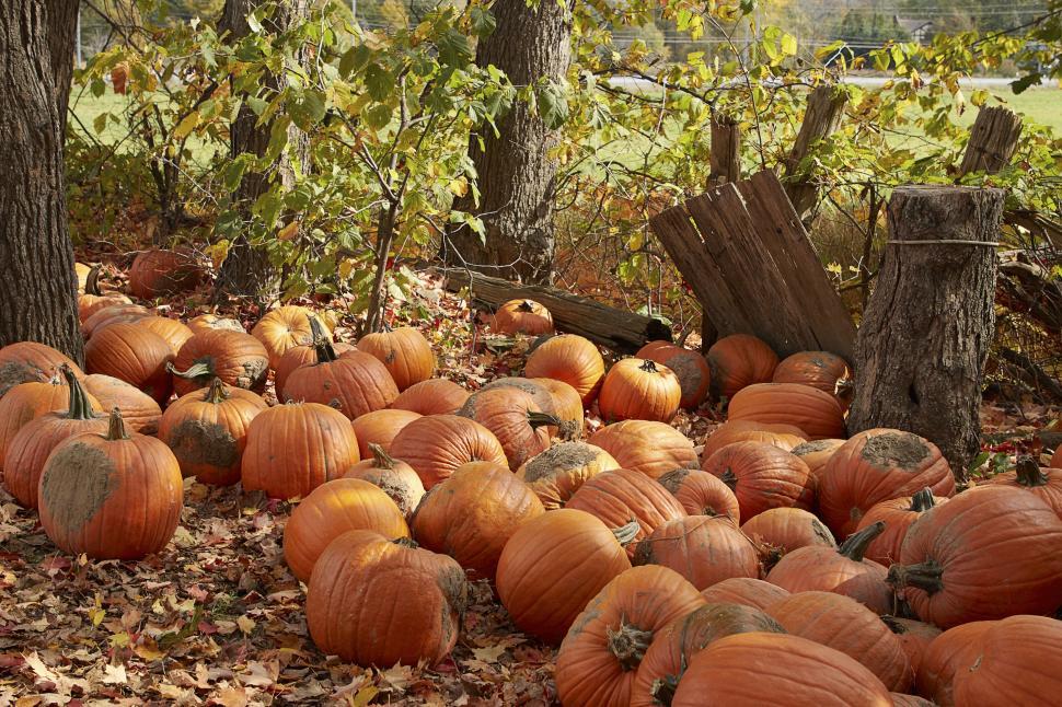 Free Image of A field filled with pumpkins scattered among fallen leaves. 