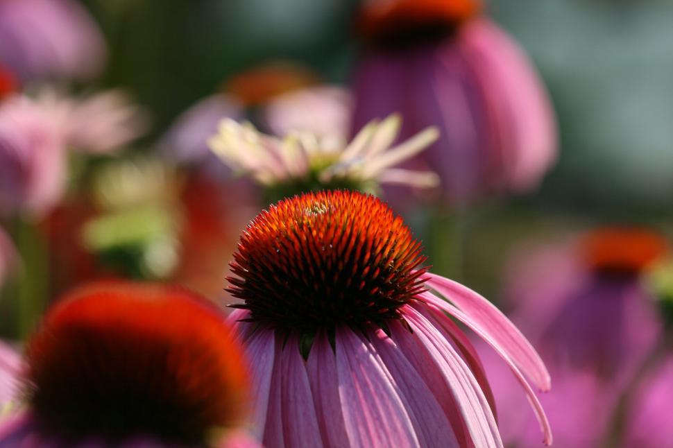 Free Image of Close-up of pink cone flower blooming in daylight. 