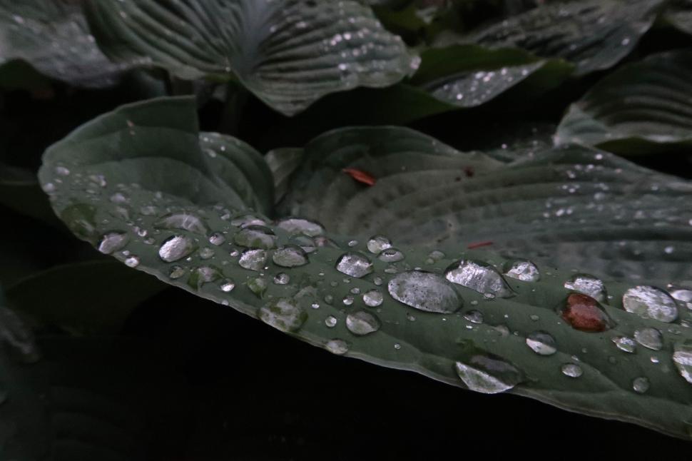 Free Image of Green leaves with water droplets from recent rain. 