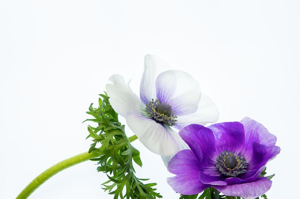 Free Image of Purple and White Flowers with Green Leaves on White 