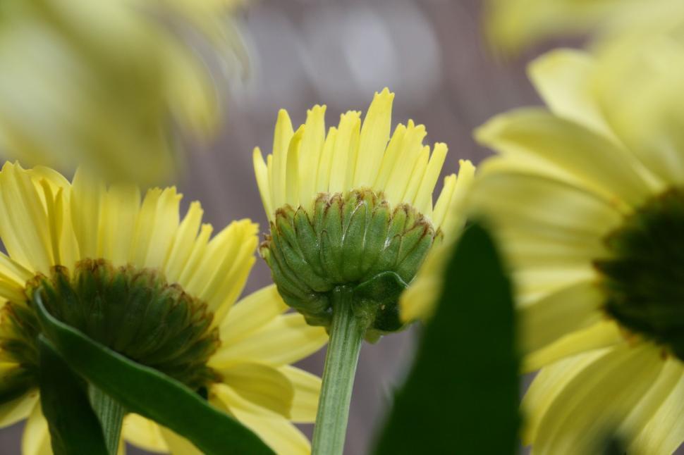 Free Image of Yellow Flowers from Below with Green Leaves in Focus 