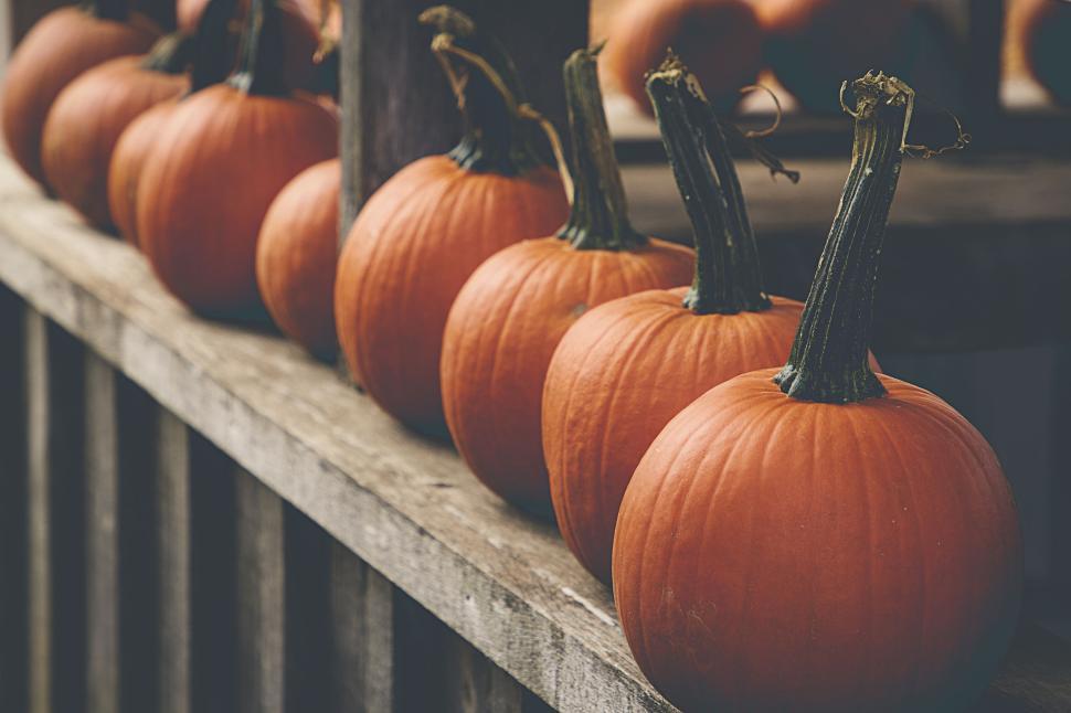 Free Image of Row of Pumpkins on a Wooden Shelf in Harvest Light 
