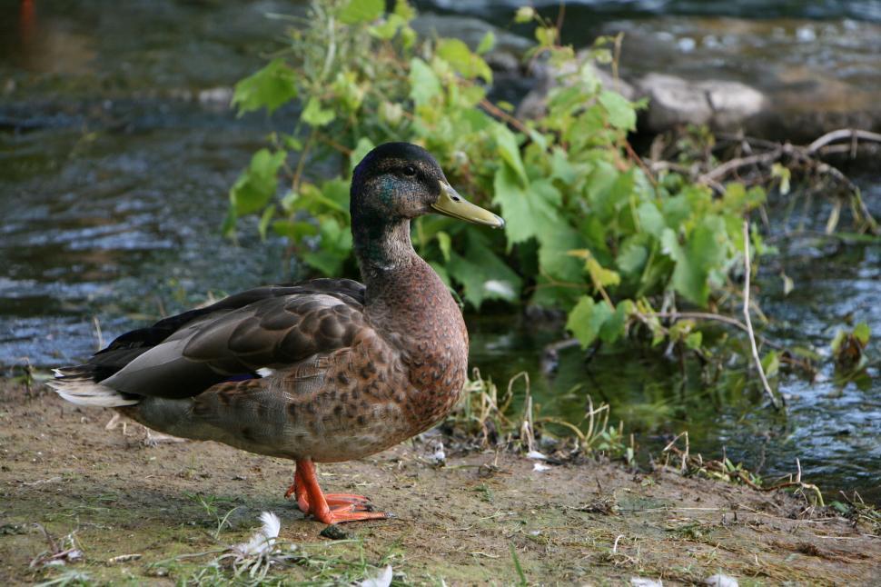 Free Image of A duck standing near a stream, surrounded by plants. 