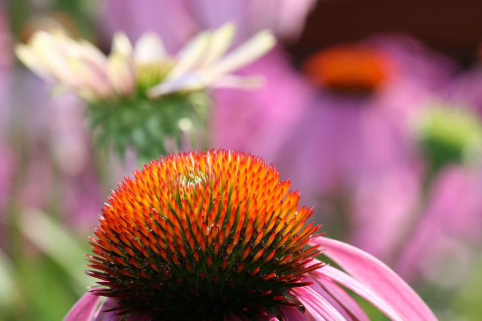 Free Image of Vivid orange and purple flowers captured in close focus. 