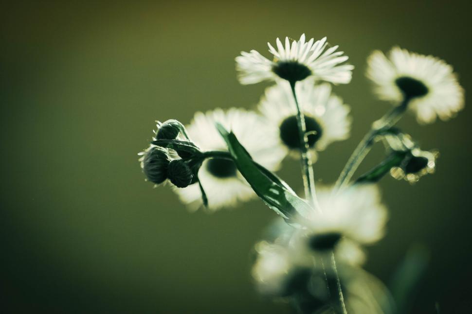 Free Image of Close-up of delicate white flowers in soft lighting 