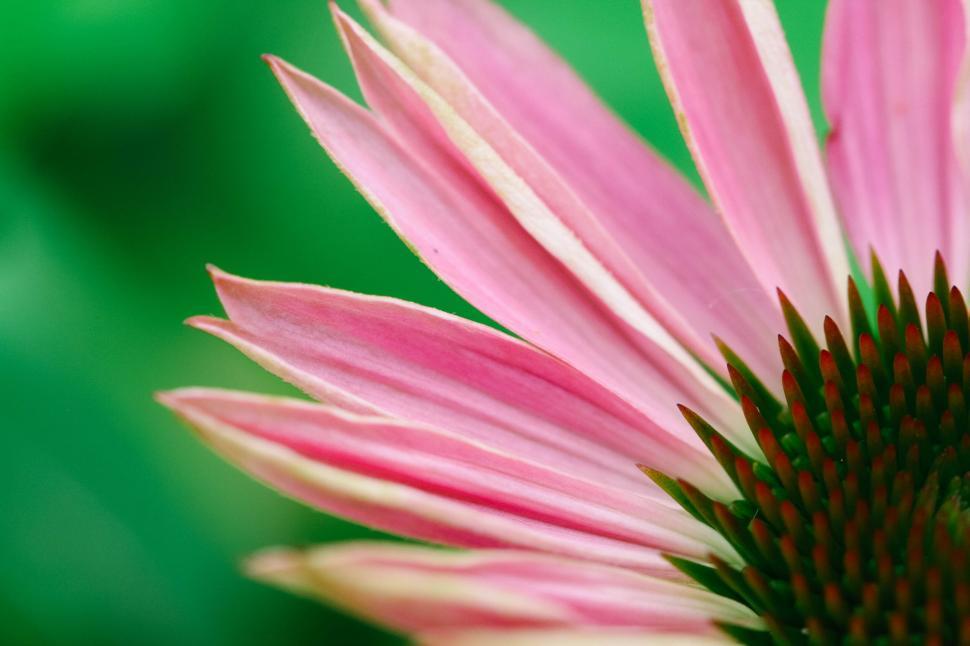 Free Image of Detailed close-up of a vibrant pink flower with petals 