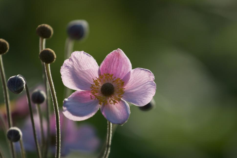 Free Image of Single pink flower blooming amidst delicate buds outdoors 