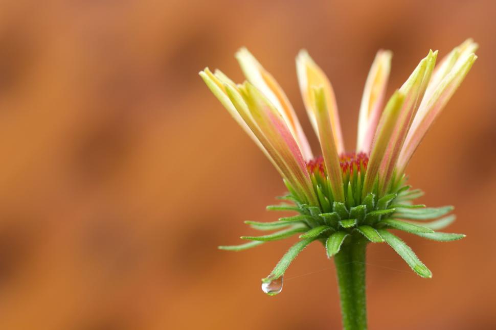 Free Image of Close-up of flower blossom with water droplet, soft focus. 