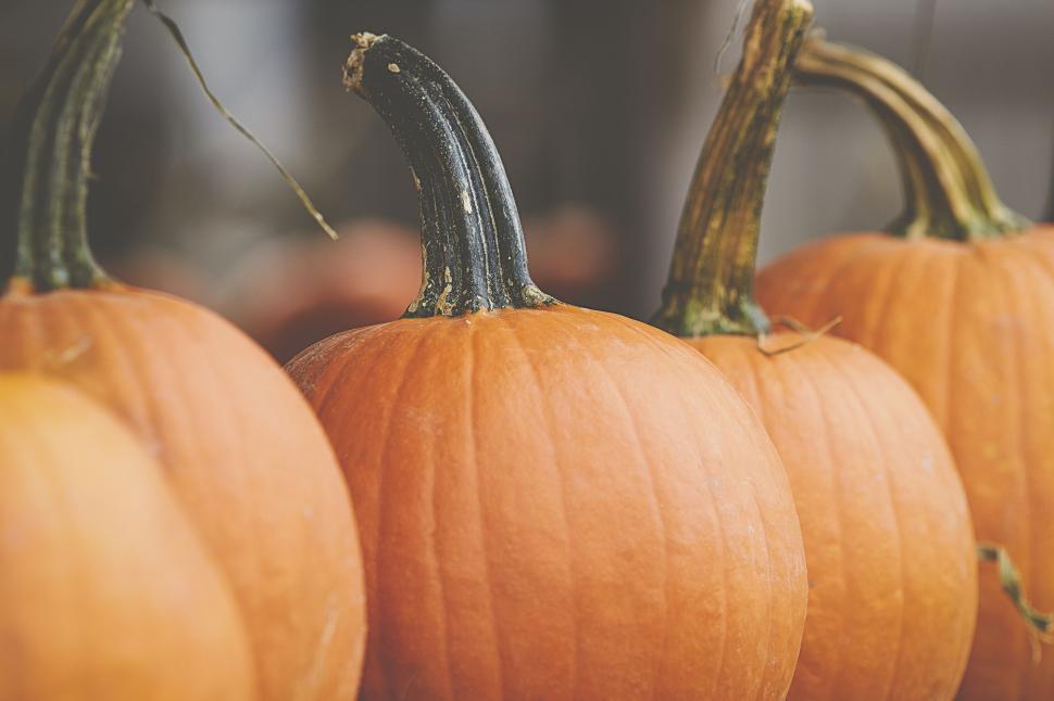 Free Image of Row of pumpkins with green stems, close-up, autumn scene. 