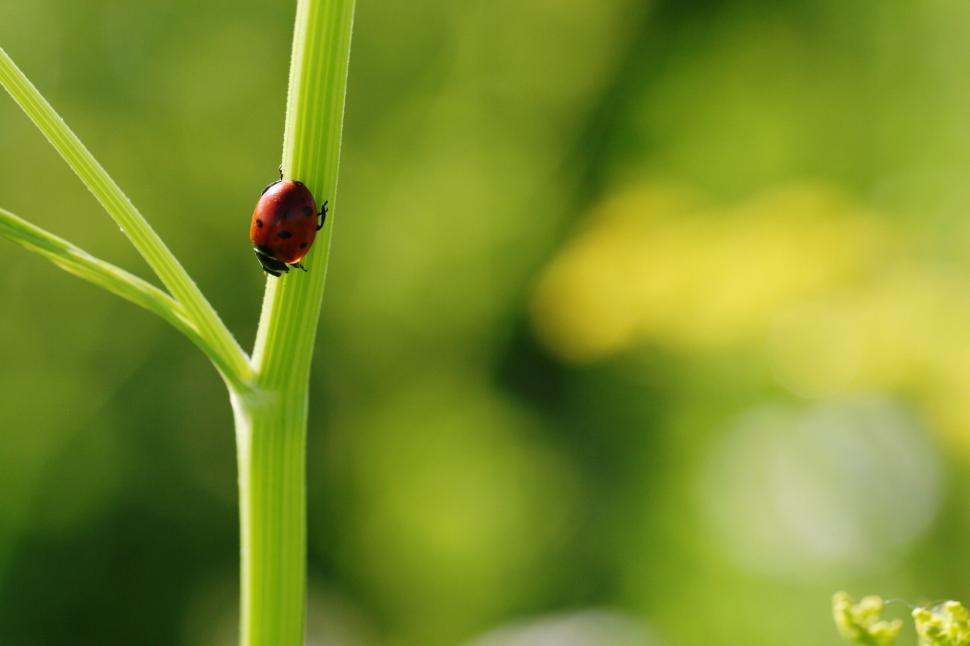 Free Image of Close-up of a bright red ladybug on a green stem. 