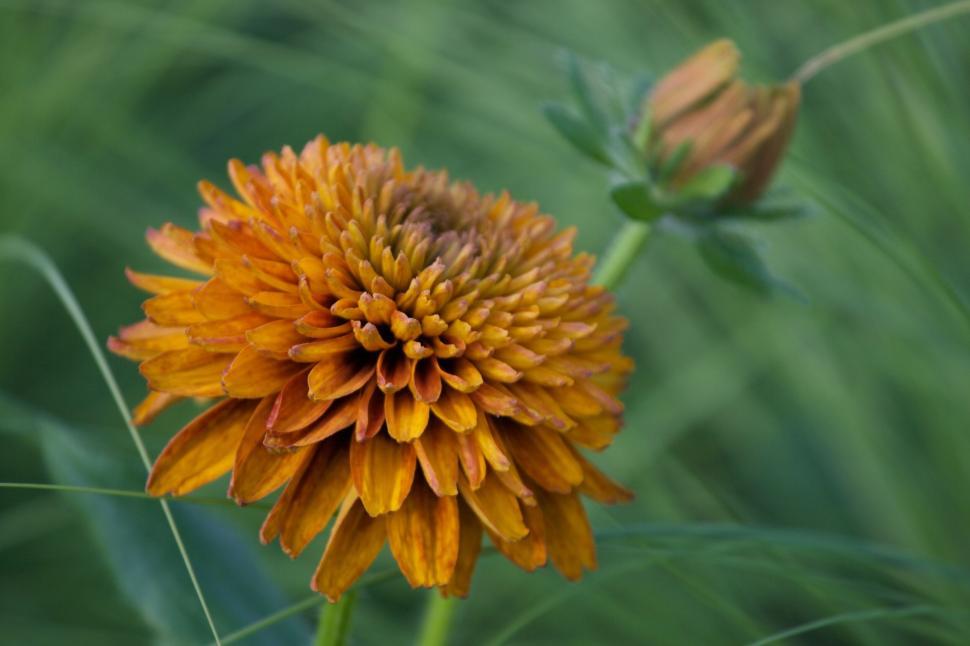 Free Image of Close-up of orange flower bloom with green background. 