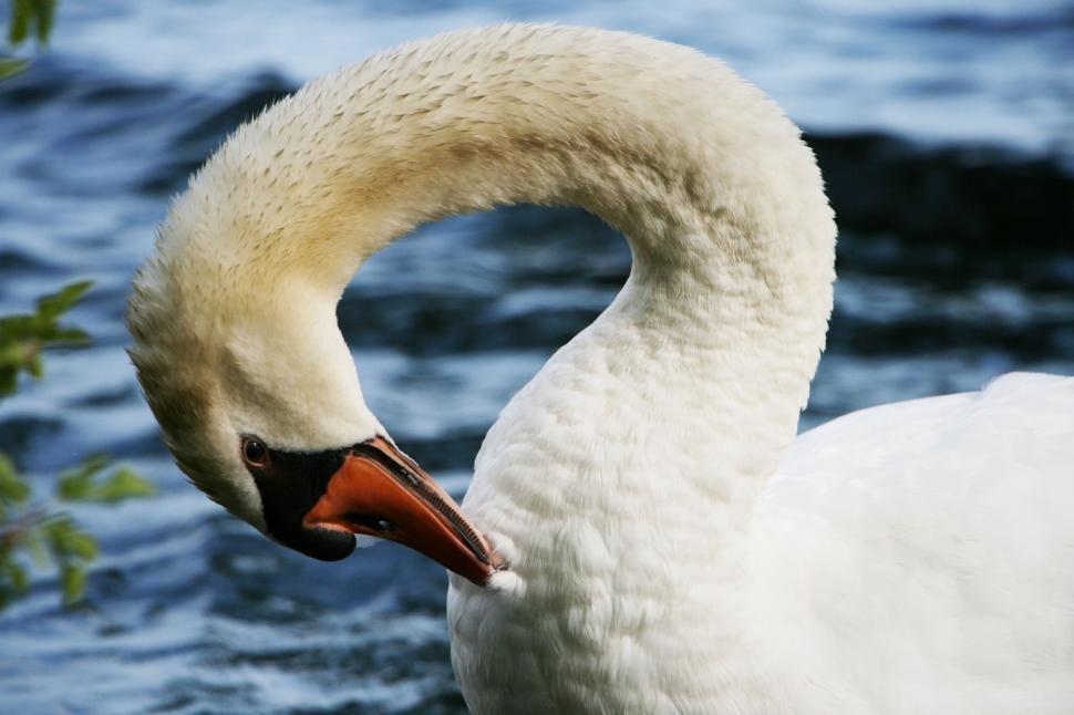 Free Image of Graceful swan arching its neck near a water body 