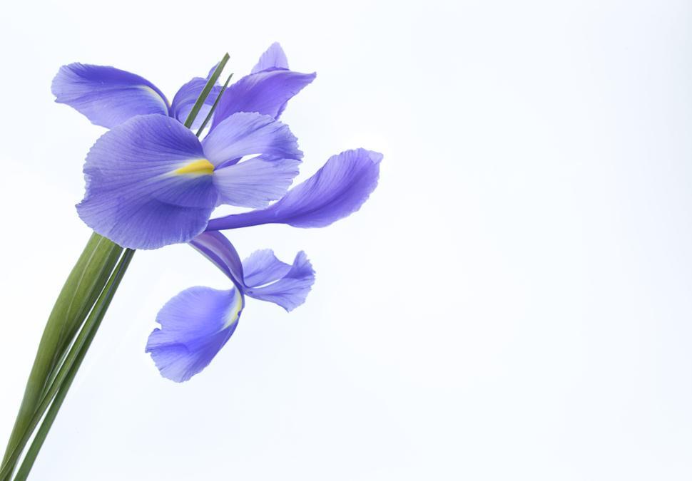 Free Image of Delicate purple iris flowers against a white backdrop 