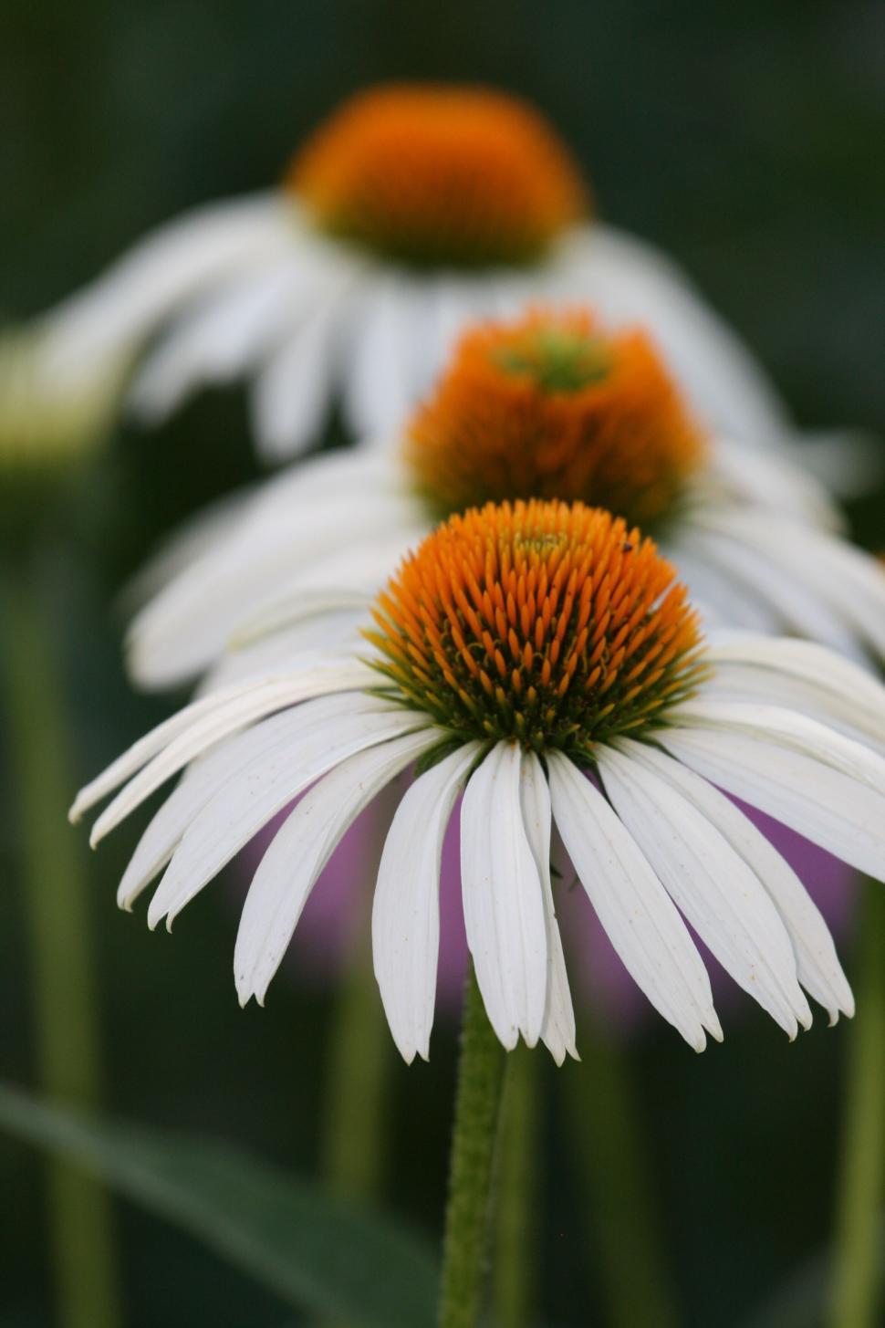 Free Image of White coneflowers blooming in sequential alignment 