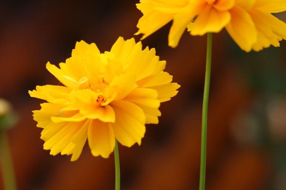 Free Image of Bright yellow flowers in full bloom on green stems 