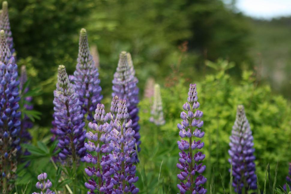 Free Image of Purple lupine flowers standing tall in nature background 