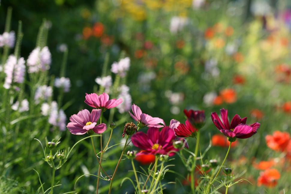 Free Image of Wildflowers in vibrant summer garden with soft blur 