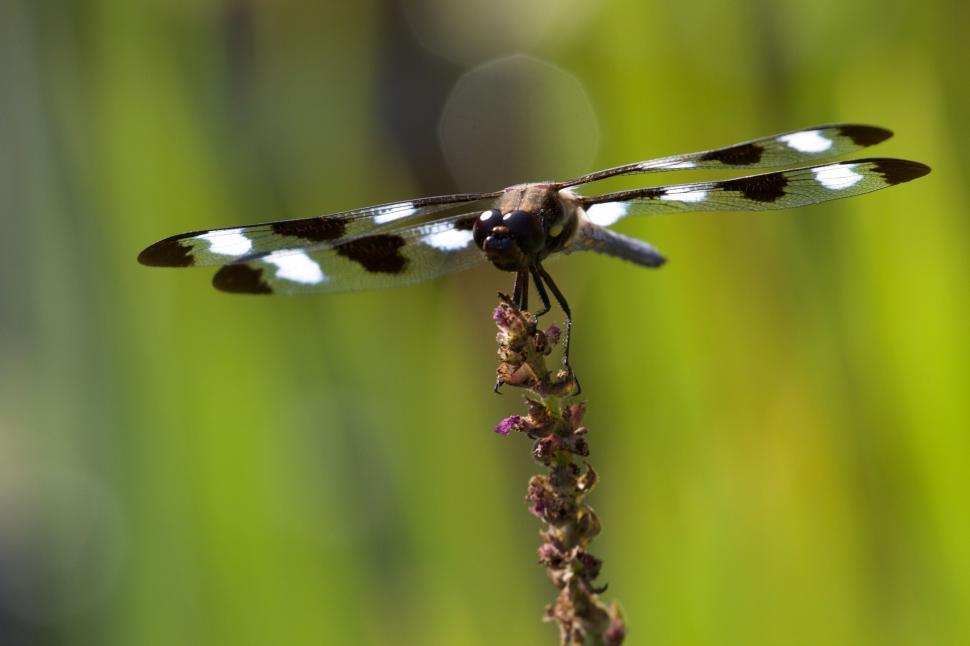 Free Image of Dragonfly perched on flower, wings outstretched closely 
