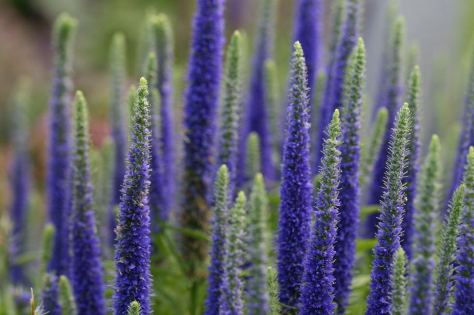 Free Image of Close-up of vibrant purple flowers in bloom. 