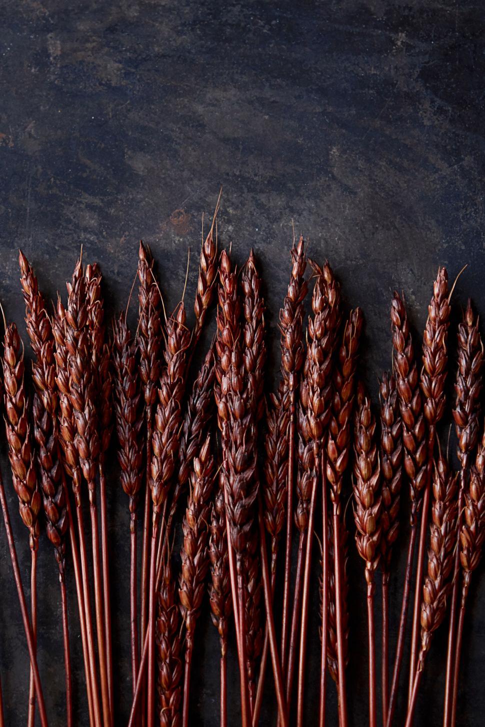 Free Image of Close-up of dried wheat stalks on dark surface. 