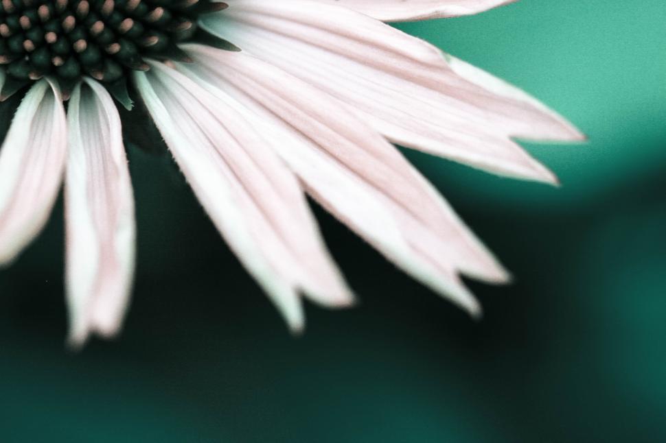 Free Image of Closeup of a white flower petal against green background. 