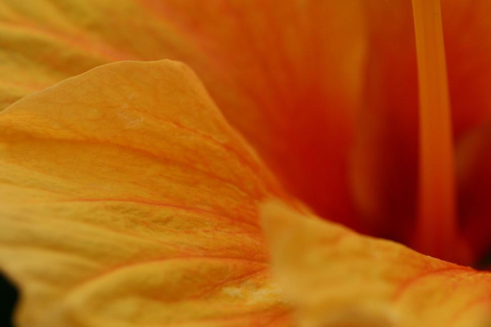 Free Image of Vibrant closeup of an orange flower in soft natural light. 