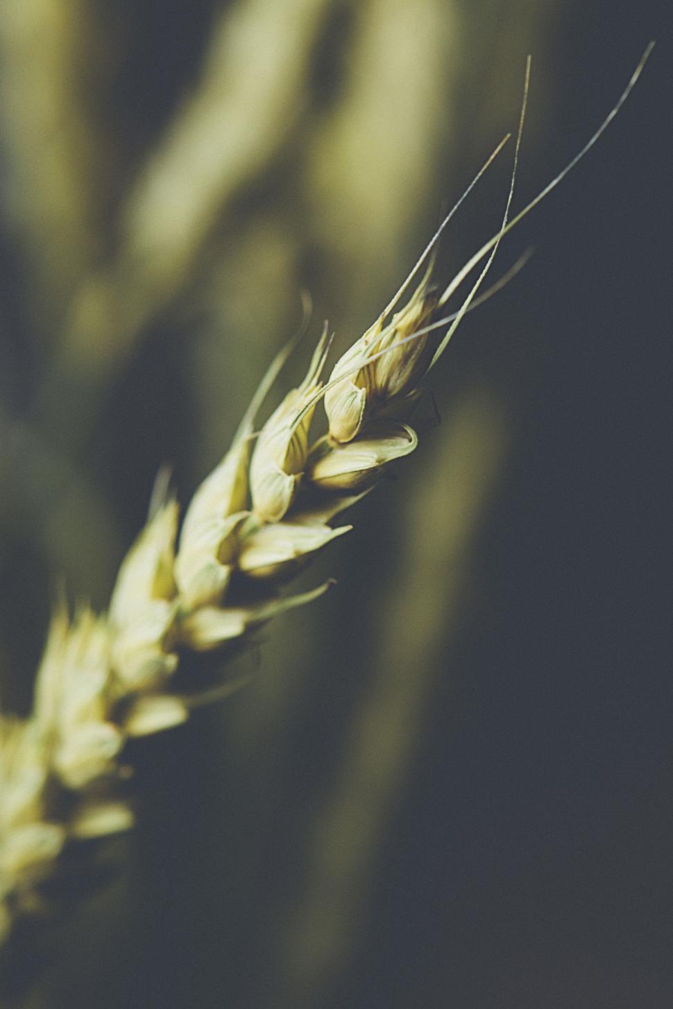 Free Image of Close-up of wheat spike with blurred background. 