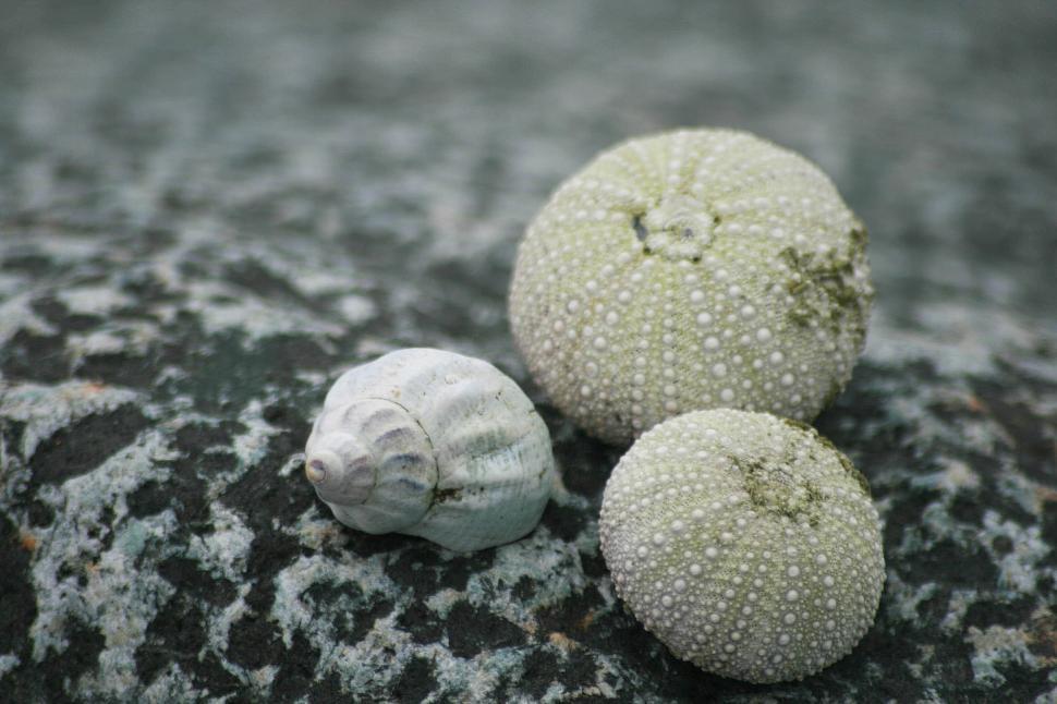 Free Image of Collection of sea urchin shells and a single seashell. 