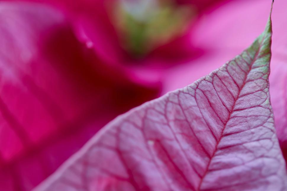 Free Image of Macro shot of a pink leaf with detailed veins. 