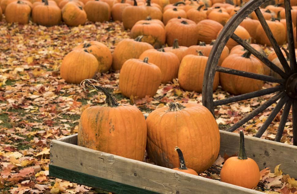Free Image of Row of pumpkins with cart wheel in autumn setting. 