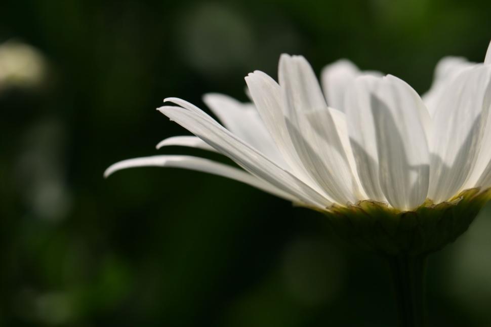 Free Image of White daisy in focus with blurred dark background. 