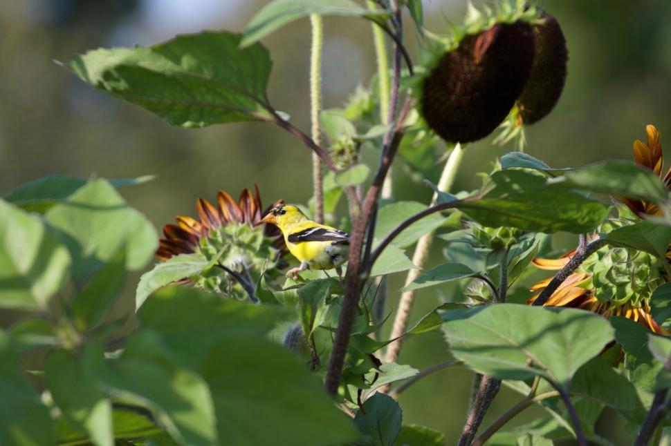 Free Image of Yellow and Black Bird amidst Sunflowers in Nature 