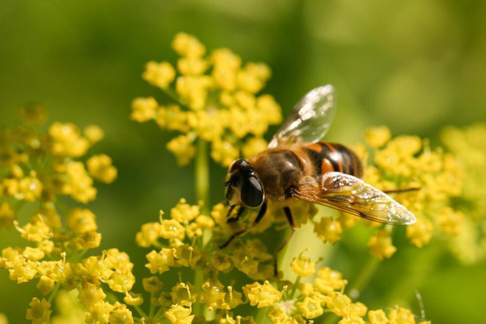 Free Image of Macro Shot of Bee on Yellow Flower in Garden 