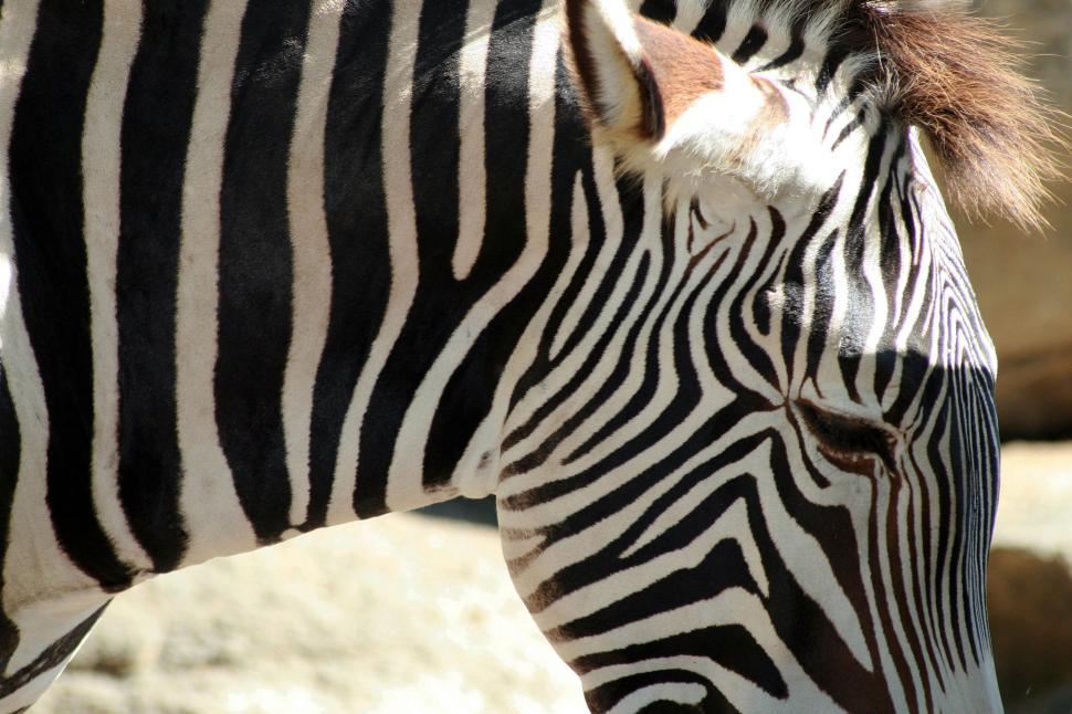 Free Image of Close-up of zebra with distinct black and white stripes 